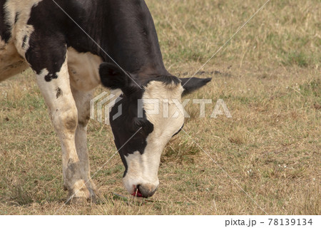 Cow injure at on the nose bleeding get an accident. Cow injure at on the nose bleeding get an accident. 78139134