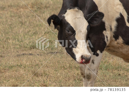 Cow injure at on the nose bleeding get an accident. Cow injure at on the nose bleeding get an accident. 78139135