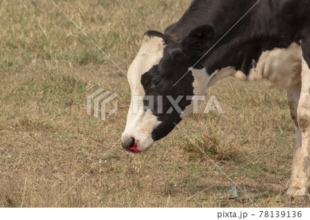 Cow injure at on the nose bleeding get an accident. Cow injure at on the nose bleeding get an accident. 78139136