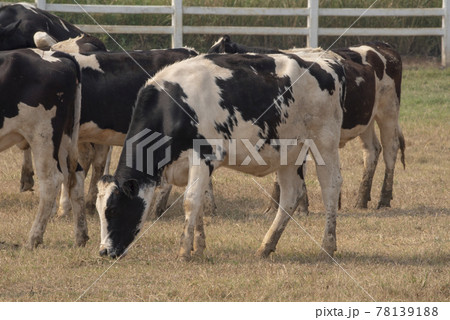 Black pied cow, in the thailand, standing on green grass in a meadow pasture. Black pied cow, in the thailand, standing on green grass in a meadow pasture. 78139188