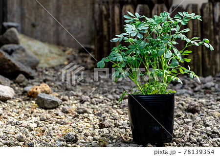 猫よらず草 ハーブ ルー 猫よらず草 ハーブ ルー 78139354