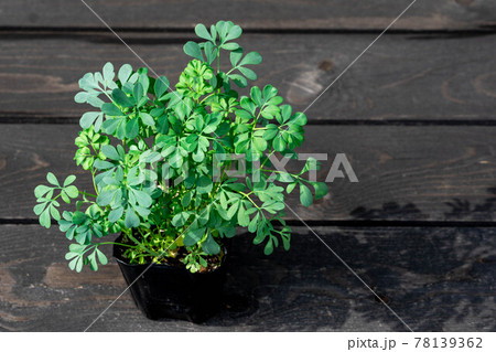 猫よらず草 ハーブ ルー 猫よらず草 ハーブ ルー 78139362