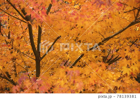 法多山尊永寺内の紅葉 法多山尊永寺内の紅葉 78139381