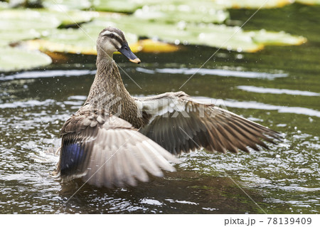 池で羽を広げるカルガモ 78139409