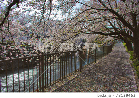 【町田市】恩田川の桜 78139463