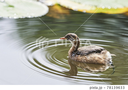 公園の池で泳ぐ小ガモ 78139633