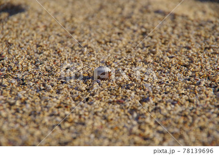 リゾートの砂浜を歩くヤドカリ 面白い貝殻 リゾートの砂浜を歩くヤドカリ 面白い貝殻 78139696