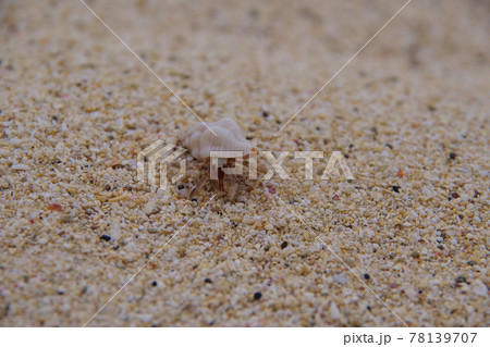 リゾートの砂浜を歩くヤドカリ 面白い貝殻 リゾートの砂浜を歩くヤドカリ 面白い貝殻 78139707