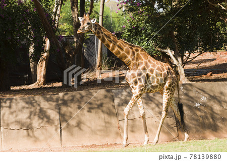 Close-up of a giraffe walking in the zoo. 78139880