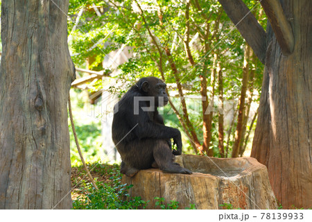 Chimpanzee,animal with brains nearby mankind. 78139933