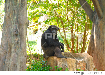 Chimpanzee,animal with brains nearby mankind. 78139934