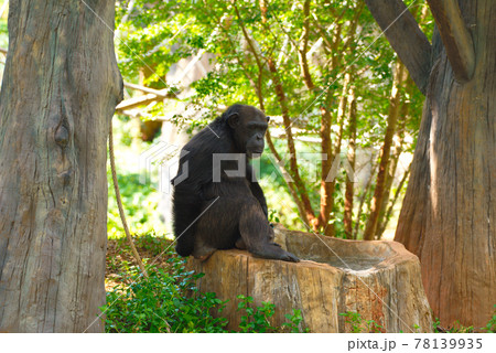 Chimpanzee,animal with brains nearby mankind. Chimpanzee,animal with brains nearby mankind. 78139935