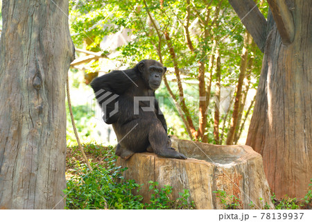 Chimpanzee,animal with brains nearby mankind. Chimpanzee,animal with brains nearby mankind. 78139937