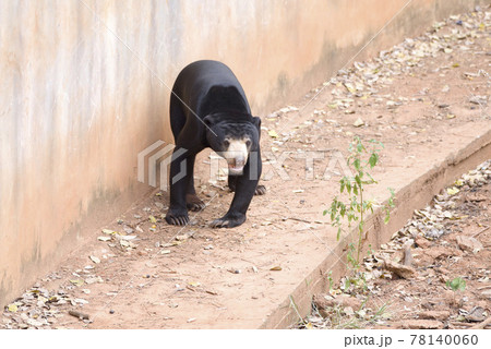 Malayan sun bear are walking relax on the rock. Malayan sun bear are walking relax on the rock. 78140060