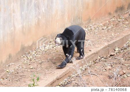 Malayan sun bear are walking relax on the rock. Malayan sun bear are walking relax on the rock. 78140068