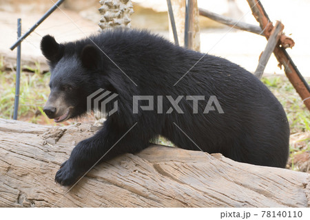 Asiatic black bear, Live in the forest with abundant and cool weather,In East Asia. Asiatic black bear, Live in the forest with abundant and cool weather,In East Asia. 78140110