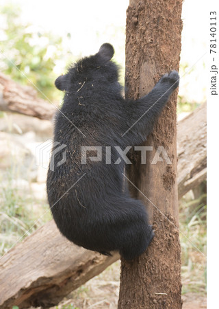 Asiatic black bear, Live in the forest with abundant and cool weather,In East Asia. Asiatic black bear, Live in the forest with abundant and cool weather,In East Asia. 78140113