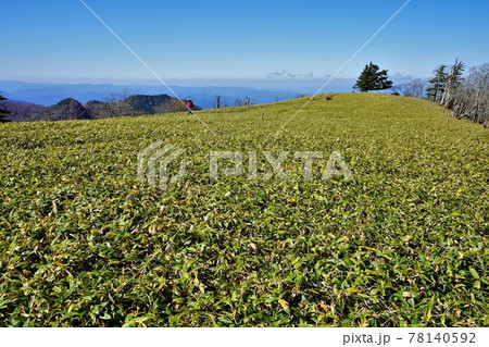 山上ヶ岳山頂の笹原 78140592