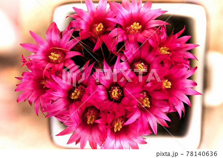 鮮やかなピンク色のサボテンの花を上から撮影の写真素材