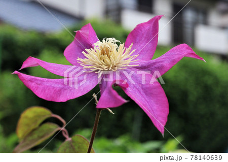 大きく花びらを広げたテッセンの花 78140639
