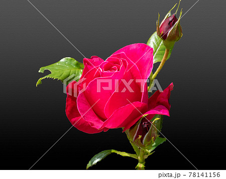 バラの花のクローズアップ バラの花のクローズアップ 78141156