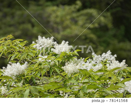 ふわふわと咲き乱れるアオダモの花の写真素材
