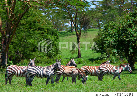 Zebra Zebra 78141691
