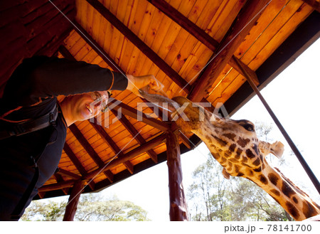 Tourist feeding a giraffe 78141700