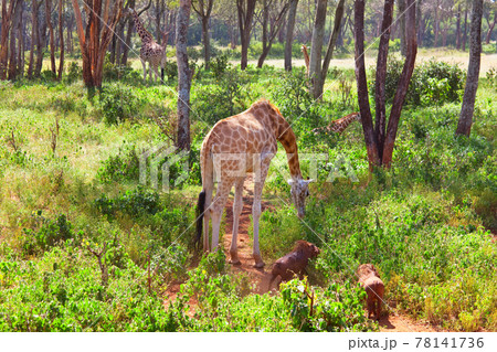 Giraffe Giraffe 78141736