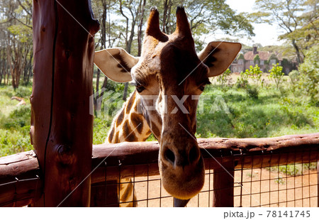 Giraffe Giraffe 78141745