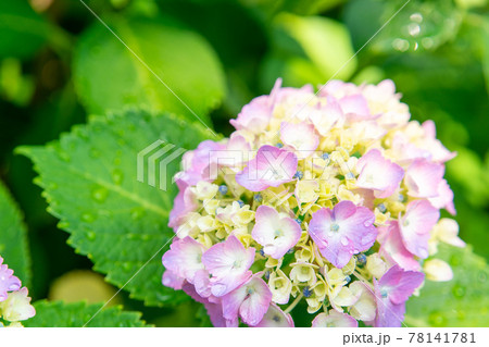 紫陽花の花 紫陽花の花 78141781