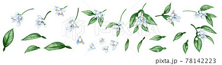 Set of citrus blooming branches 78142223