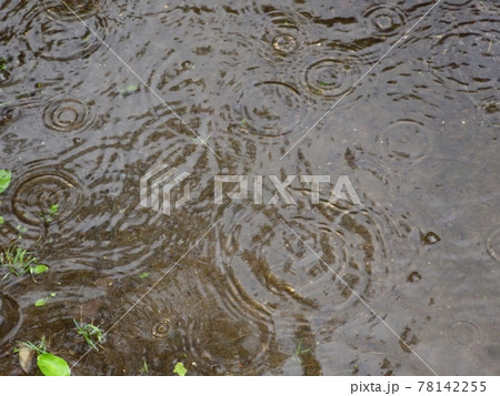 木の下にできた水溜りに落ちる雨粒と雫の波紋 78142255