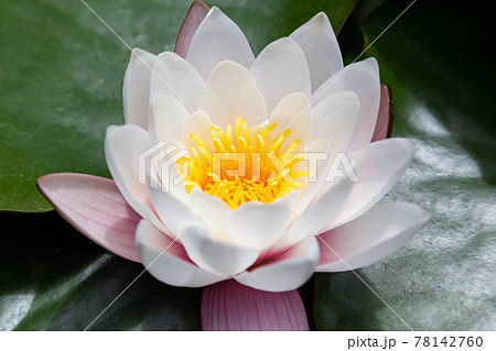 white water lilli with leafs 78142760
