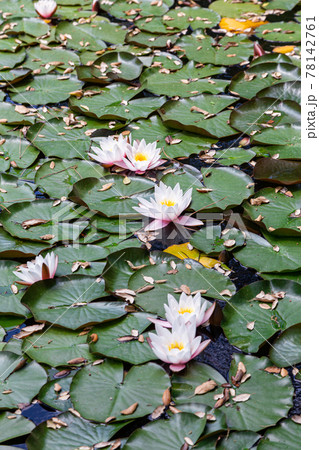 white water lilli with leafs 78142761