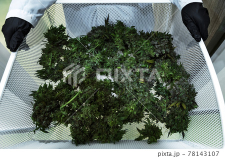 harvest cannabis garden lab with scientist to harvest to make drug and healthy product from marijuana harvest cannabis garden lab with scientist to harvest to make drug and healthy product from marijuana 78143107