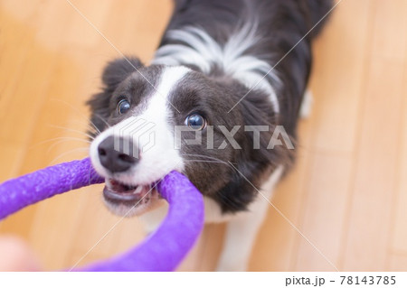 おもちゃで遊ぶボーダーコリーの子犬 78143785