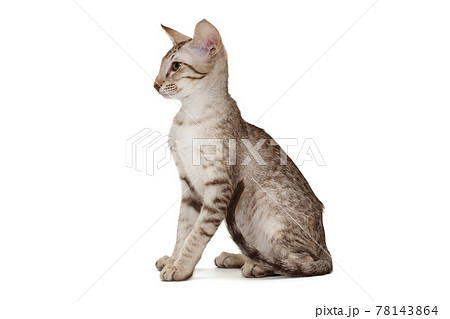 Small oriental kitten in gray 78143864