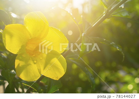 Close-up of yellow flower, golden trumpet, climber, willow leaves blooming in the morning garden, space for text. 78144027