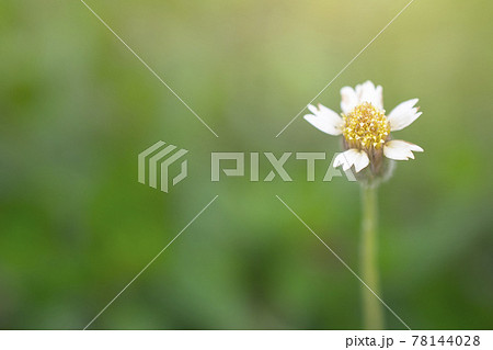 Close up, White grass flowers and warm morning sunlight, green background Close up, White grass flowers and warm morning sunlight, green background 78144028