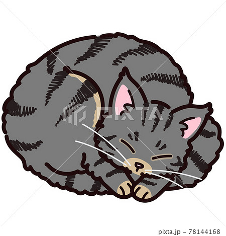 丸くなって眠るシンプルで可愛い手描きのメインクーンのイラスト 主線ありのイラスト素材
