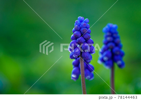 Blue muscari flower in spring garden 78144463