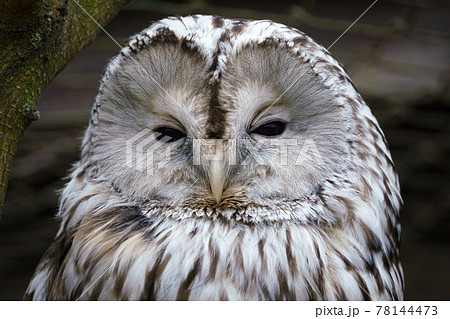 Portrait Of Ural Owl Strix Uralensis の写真素材