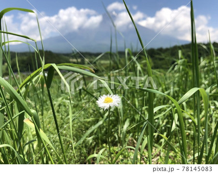 小さな白い花 横向き 小さな白い花 横向き 78145083