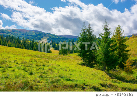 mountainous rural countryside on a sunny day. spruce trees on the grassy meadow. warm September weather with clouds on the sky 78145265