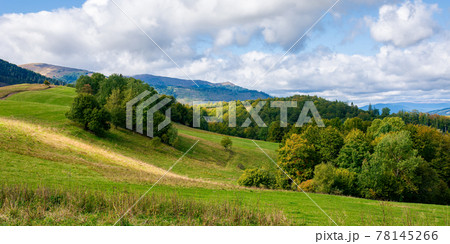 trees on the grassy hill. sunny countryside scenery in early autumn. beautiful landscape of carpathian mountains. dramatic sky and light at high noon 78145266