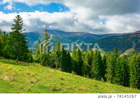 spruce forest on the grassy hillside meadow. carpathian mountain landscape on a cloudy summer day 78145267