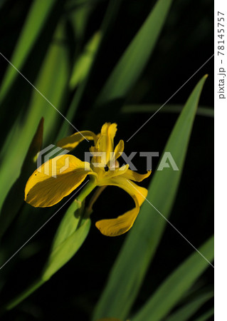 Yellow lily growing in Zurich Canton, Switzerland. 78145757