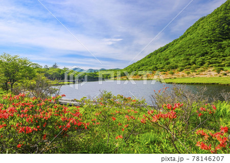 覚満淵とレンゲツツジ 78146207