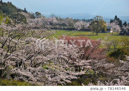 丸岡公園の桜 丸岡公園の桜 78146546